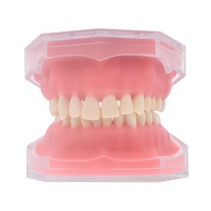 Dental Soft Foundation Gum Standard Typodont Study Model with 28pcs Removable Teeth Dentist Study Teaching Model Dentist Lab Too
