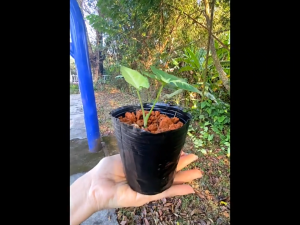 Durable Polypropylene Seedling Pots - Multi-Size Plant Starter Containers for Garden