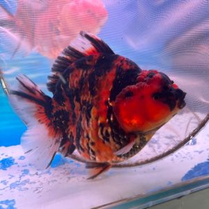 Shogun oranda goldfish thailand / 将军狮头(泰国) 7-8cm