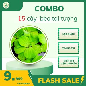 Combo 15 cây bèo tai tượng tươi xanh trang trí