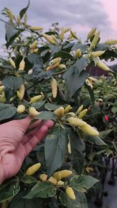 Benih Bibit Cabe Rawit Setan KALIBER 10g dari Wijitani