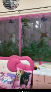 ม่านหน้าต่างกันยุง ม่านกันยุง ขนาดกว้าง 100-200 cm. สูง 120 cm. และ สูง 150 cm. เลือกลายได้และขนาดได้ (พร้อมส่ง ฟรี หมุดกาว 1 ชุด + หมุดตอก 1 ชุด)