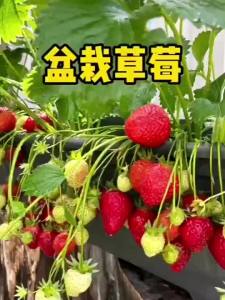 【草莓盆栽】现挖四季奶油草莓苗南方北方阳台水果庭院种植果树苗