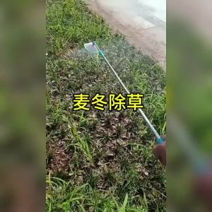 （ Fast removal ） Mailongjing Killer Does Not Harm Ophiopogon Japonicus Dwarf Ophiopogon Japonicus Yulong Grass Grass Orchid Panax Notoginseng Removes Round Leaf Pointed Leaf and Other Weeds