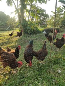 Telur ayam penelur berbenih Rhode Island Red (RIR) Rm 4 per pcs