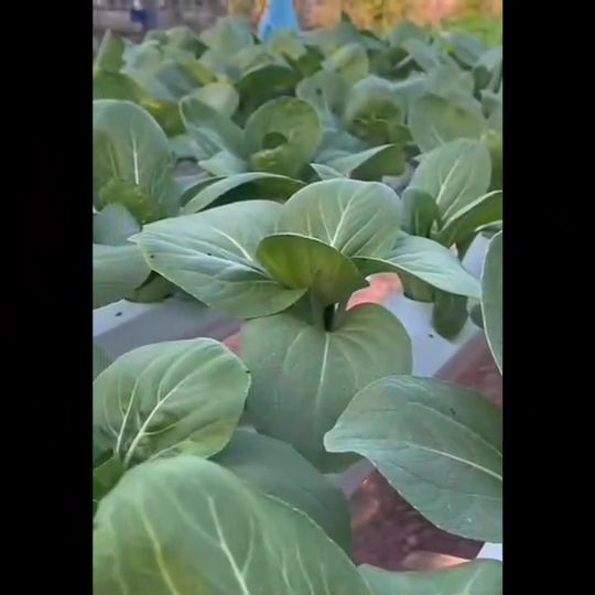 เมล็ดพันธุ์ดาวเรือง ฮันนี่โกลด์ เจียไต๋ ดอกสีเหลืองทองสดใส