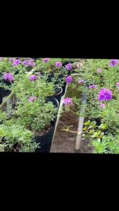 Gói 200 hạt cúc in đô Tỷ lệ nảy mầm >90%