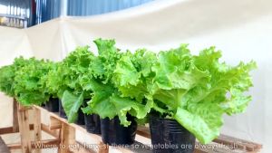 SULIT PACK! Green Rapid Lettuce Seeds (LG)( 80pcs seeds)