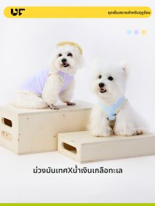 UF.Bemo | Summer Cool Breathable Sleeveless Mesh Vest for Dogs