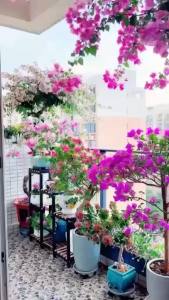 rare bougainvillea varieties cuttings