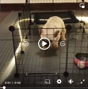 Bộ lưới quây chuồng chó mèo thú cưng lắp ghép tặng búa gỗ dây rút