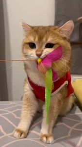 Amy&Carol ไม้ตกแมว ของเล่นแมว สุดฮิต ทาสแมว แข็งแรง ทนทาน วิบวับ คุณภาพสูง  ถูกใจเจ้านายสุดๆ