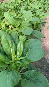 เมล็ดพันธุ์ดอกกวางตุ้งฮ่องกง 28/2 สำหรับสวน 80 กรัม สิ้นอายุ 01/70