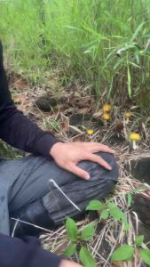 หัวเชื้อเห็ดระโงกรวมสีเหลืองขาว สูตรเข้มข้น แท้100% | ขนาด 600ml พร้อมใช้🍄