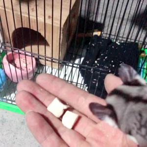 Fattening Nutritious Freeze Dried Chicken Snacks for Small Pets