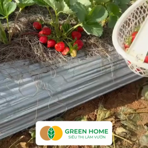 Hạt Giống Dâu Tây Đỏ Greenhome Gói 005gr~80 hạt Chịu Nhiệt Quả To Dễ Trồng Năng Suất Cao T17