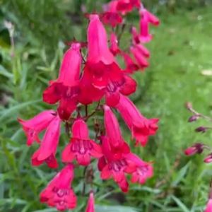 Bibit Tanaman / Bibit Bunga / Bunga Penstemon Hartwegi Berkualitas Isi 50 Benih / Benih