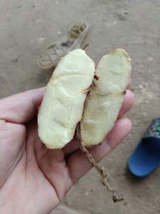 Củ Ngải chống Độc mọc rừng tự nhiên củ già to 500g