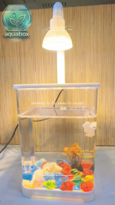 Aquabox Mini Fish Tank with LED Lamp Betta Fish Decorative Rocks Plants and Accessories for Aquarium Setup.