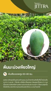จิตตรา ต้นพันธุ์มะม่วงเขียวใหญ่ เสียบยอดสูง 60-80 cm ปลูกปีเดียวติดลูก พร้อมส่ง เครมฟรี ต้นพันธุ์ผลไม้ ต้นเตี้ย ผลดก