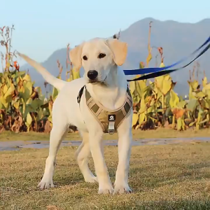 【FAST Delivery】Reflective Dog Harness Without Straps Protects Dogs from Collisions Comfortable Thick Fabric Suitable for Many Pet Sizes