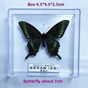 Authentic Butterfly Specimen Insect Decoration DIY Creation Student Birthday Gift Photography Prop Transparent Boxed Ornament