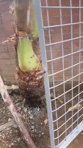 กลอนหางปลา กลอนประตูหมู ตัวล็อคกรงสัตว์ กลอนสปริงหมู เหล็กชุบกาวาไนท์ หนา 3 ซม