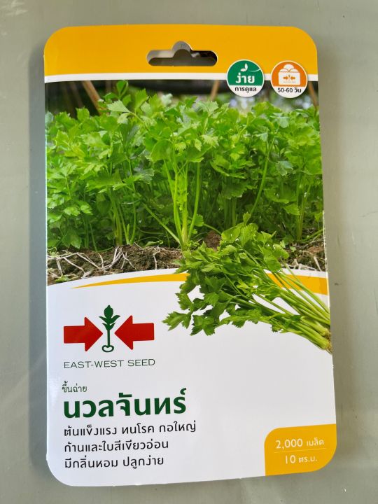 เมล็ดพันธุ์ขึ้นฉ่าย ศรแดง ต้นแข็งแรง ทนโรค กอใหญ่