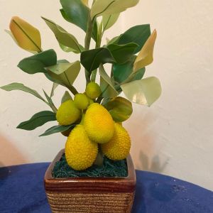 ขนุนดินปั้น ไม้มงคล ของขวัญต้นขนุนดินปั้น กระถางต้นขนุนไม้มงคล