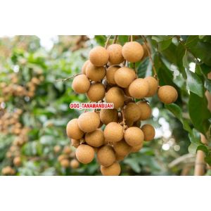 Bibit Kelengkeng Pingpong Okulasi Super Unggul