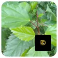Daun kembang sepatu daun bunga sepatu daun lentera segar herbal alami. 