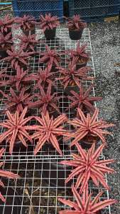 สับปะรดสี  (Cryptanthus)หรือที่รู้จักกันในชื่อ "เอิร์ธสตาร์" (Earth Stars) เป็นพืชสกุลหนึ่งในวงศ์ Bromeliaceae มีถิ่นกำเนิดในบราซิล   ข้อมูลเกี่ยวกับสับปะรดสี(Cryptanthus) สำหรับการเลือกซื้อ: * ลักษณะเด่น: มีลักษณะเป็นทรงกุหลาบ (rosette-shaped) และมีใบที่