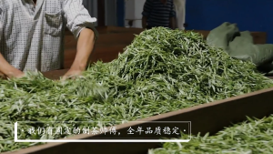 Trà Phổ Nhĩ chín cổ thụ Dị Võ cao cấp hương ngọt dịu trà phổ nhĩ Vân Nam puer tea