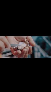 [PAN ROYAL] Frozen Japan Murotsu Oyster (Sashimi Grade) 144 pcs