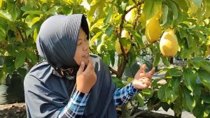 Bibit Alpukat Yellow Vietnam: Mudah Berbuah Disegala Musim & Wilayah