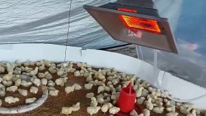 3kw/h Poultry Infrared Gas Brooder Heater Swine For Chicken Duck Pig Farm Infrared Auto Heater