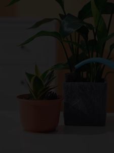 Bekas baja orkid. Bakul baja orkid. Fertilizer basket