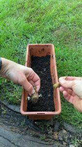 50pcs BLUEBELL Seeds- Annual Blue Flowers to Plant an Outdoor Butterfly Garden - Non GMO Seeds