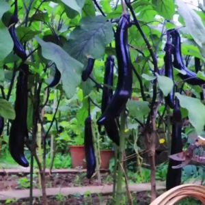 100 เมล็ด เมล็ดพันธุ์มะเขือยาว มะเขือยาวสีม่วงเมล็ดพันธุ์ ผักสวนครัว  ผักสวนครัว พันธุ์ผัก เมล็ดผัก ปลูกง่าย ผลผลิตสูง