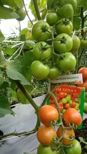 TM XENA F1 - isi 1.750 biji benih bibit buah sayur sayuran hibrida tomat ORIGINAL TANI MURNI