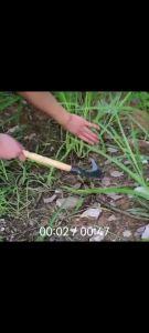 Double Scythe Agricultural Straw Harvesting and Grass Cutting Scythe Multifunctional Household Foreign Handle Agricultural Weeding Artifact