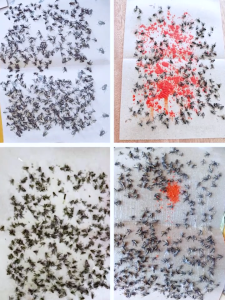 บินกาว 50 ชิ้น ความปลอดภัยบินเสื่อ ใช้งานง่าย ใช้งานง่าย บินกาว กาวหลาย ราคาถูกที่สุด