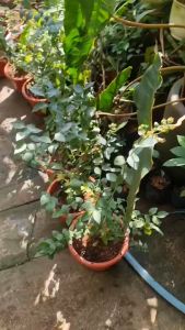 NO COD Pokok China Blueberry Unknown ID