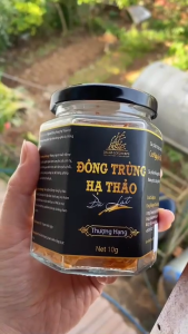 Dalat Cordyceps - Nấm đông trùng hạ thảo sấy thăng hoa Chất lượng thượng hạng loại 10g