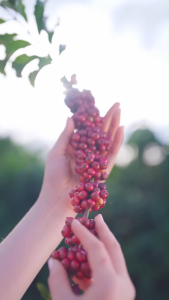 VIETNAM COFFEE Cà phê hạt rang hạng nhất 70% Robusta - 30% Arabica gói 1kg