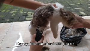 COD BaoRun Mesin Cukur Bulu Hewan Domba Garut Kambing Anjing Kucing Super Tajam  Electric Hair Clipper   S1 / mesin cukur listrik