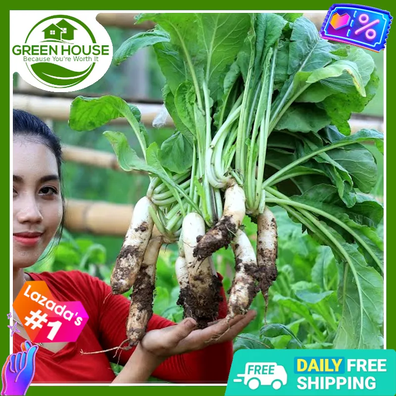Green House® White Radish Labanos Seeds for Planting Vegetable