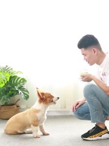 CHZK | Training Reward Small Dog Snacks