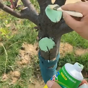 ยาทาแผลต้นไม้ ป้องกันการติดเชื้อ ฟรีพู่กัน 100 กรัม สำหรับทุกชนิดต้นไม้