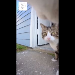 Camera Mini Gắn Cổ Thú Cưng Chó Mèo FHD 1080P 64GB 30Pfs IPS 0.96 Pin Li-Po Chống Rung Chống Nước Quay Chụp Sắc Nét